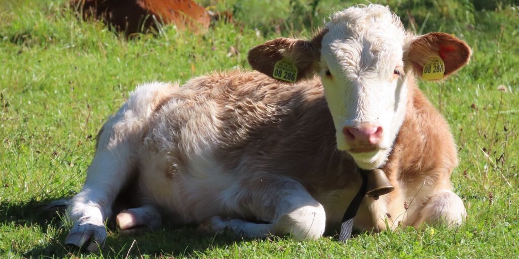 calf, cow, pasture-7201826.jpg