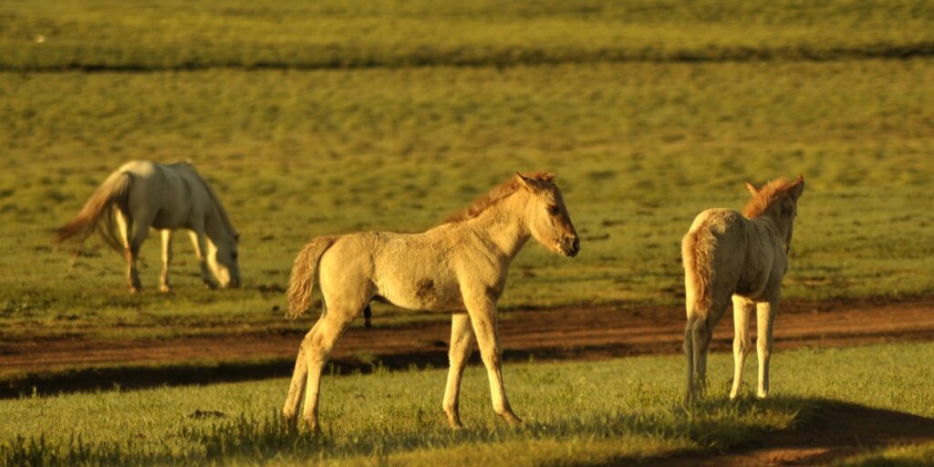 foal, horse, nature-4285158.jpg