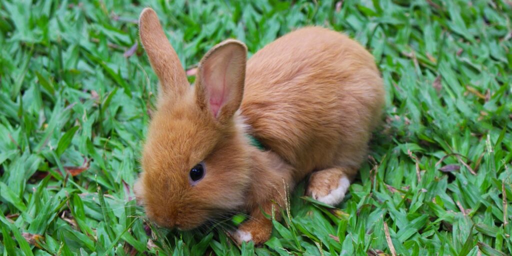 rabbit, animal, baby rabbit-1915918.jpg