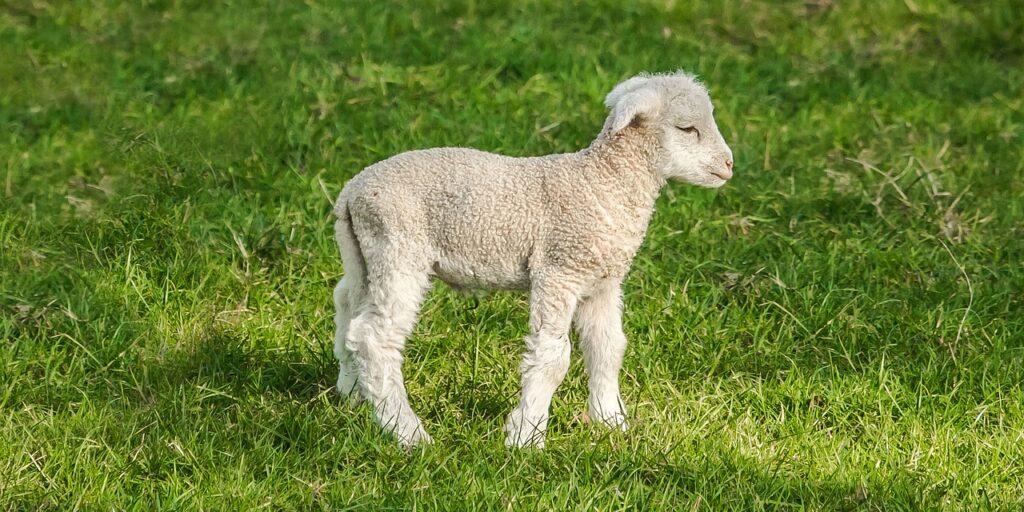 sheep, young, the farm-1398199.jpg